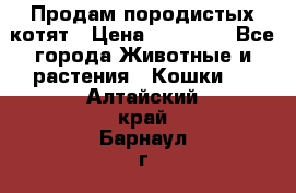 Продам породистых котят › Цена ­ 15 000 - Все города Животные и растения » Кошки   . Алтайский край,Барнаул г.